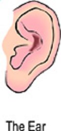 ear